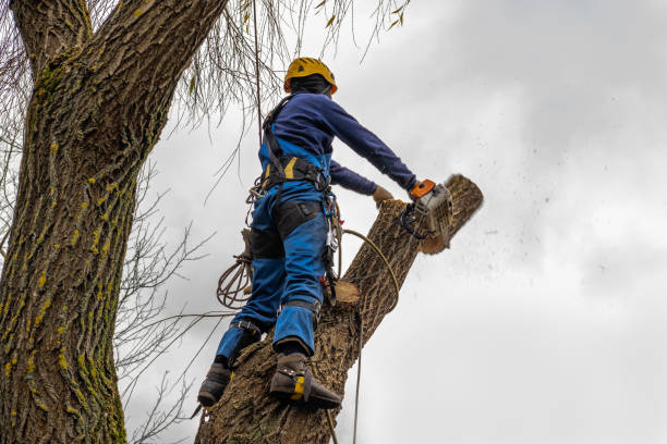 Residential Tree Removal in Sumner, IL